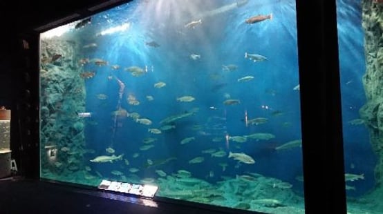 Chitose Salmon Aquarium