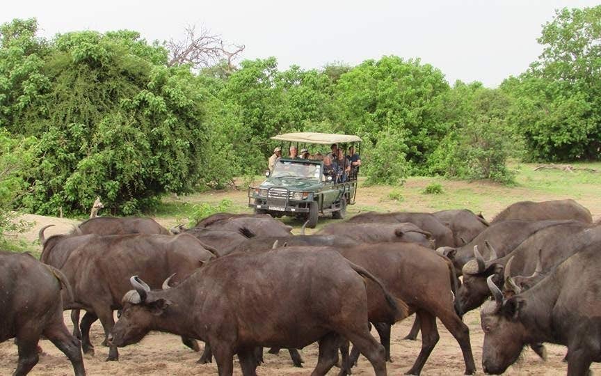 Chobe National Park Guided Game Drive and River Safari with Lunch and Transfers Image 1