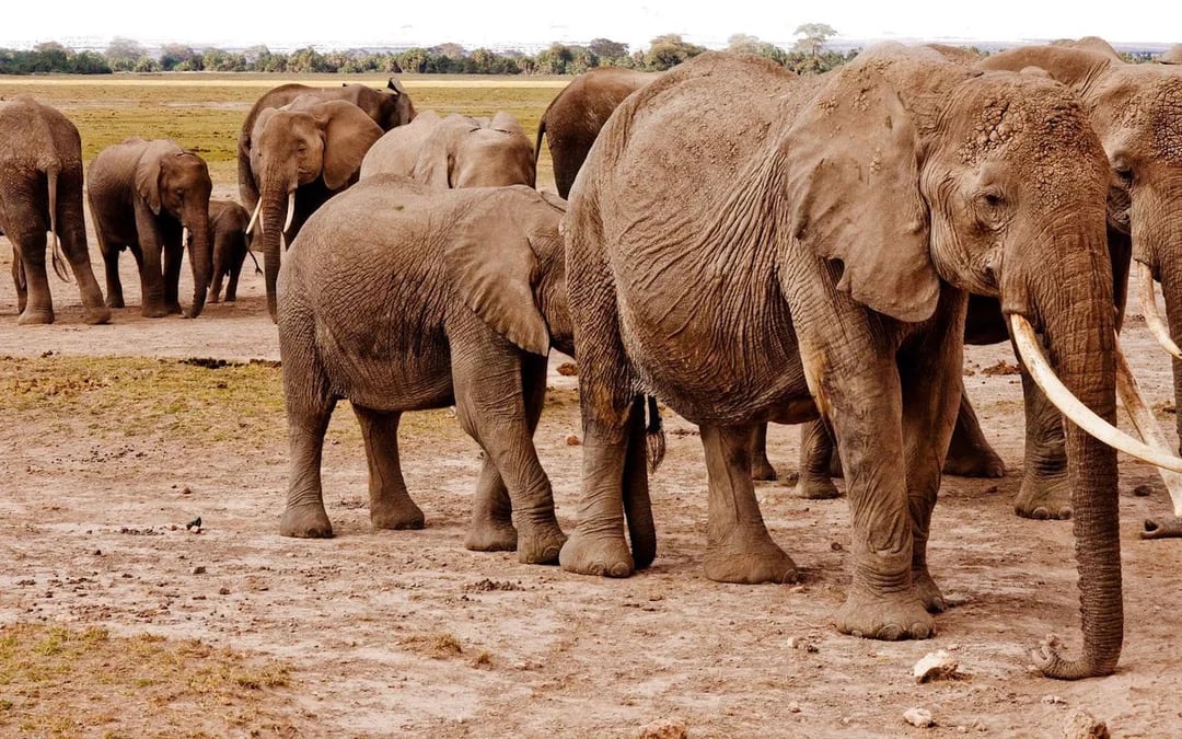 Chobe National Park Guided Game Drive and River Safari with Lunch and Transfers Image 3