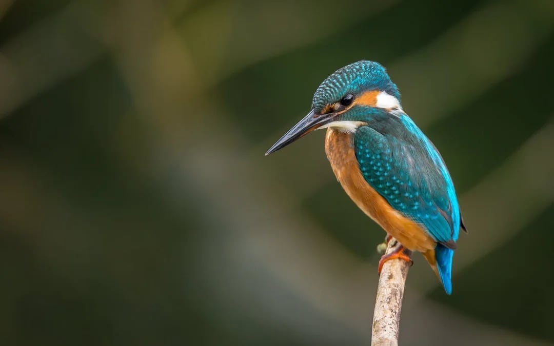 Chobe National Park Guided Game Drive and River Safari with Lunch and Transfers Image 4