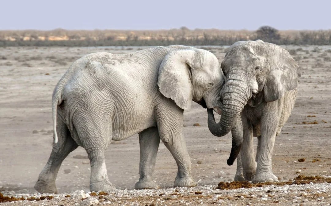 Chobe National Park Guided Game Drive and River Safari with Lunch and Transfers Image 5