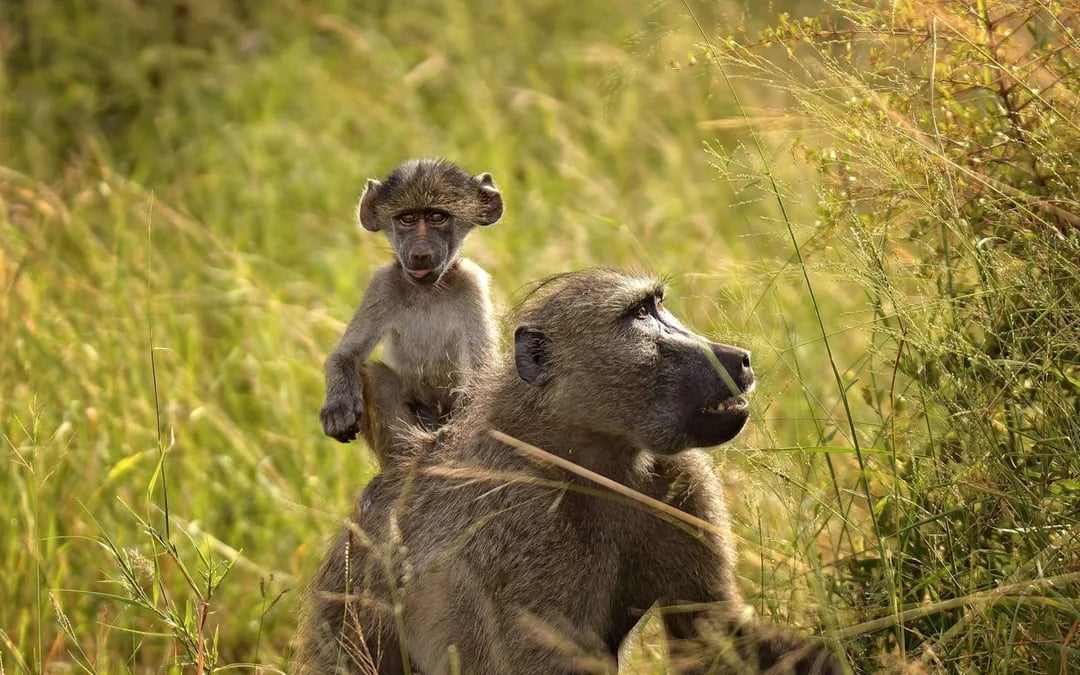 Chobe National Park Guided Game Drive and River Safari with Lunch and Transfers Image 7