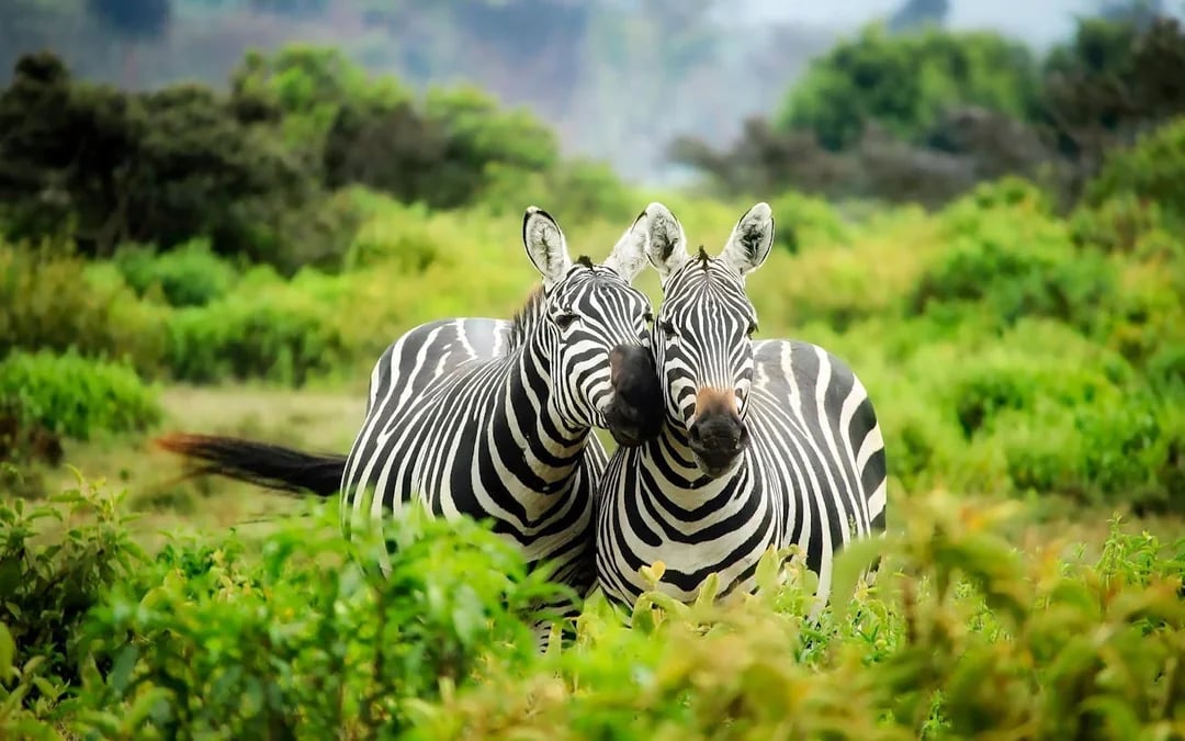 Chobe National Park Guided Game Drive and River Safari with Lunch and Transfers Image 8
