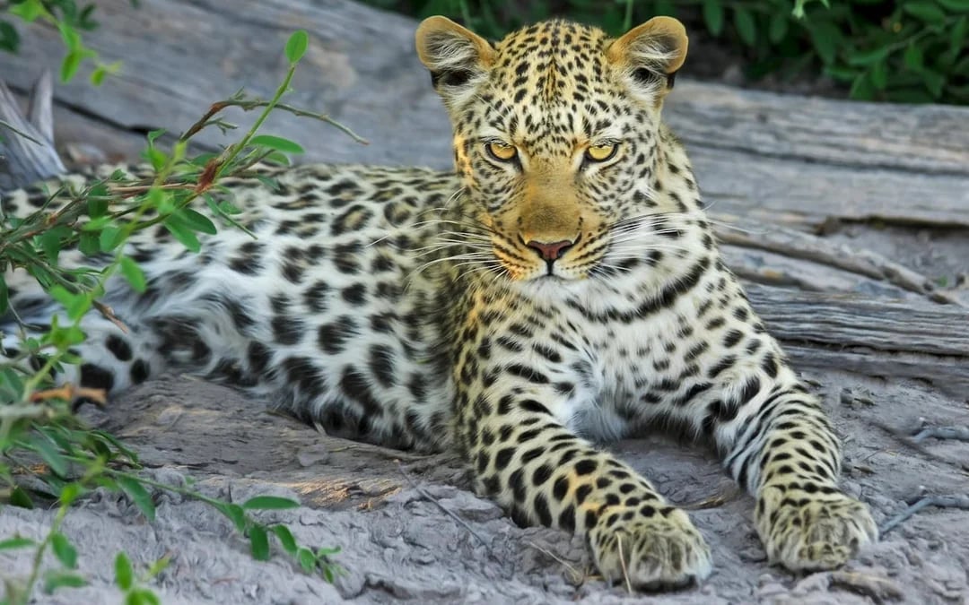Chobe National Park Guided Game Drive and River Safari with Lunch and Transfers Image 9