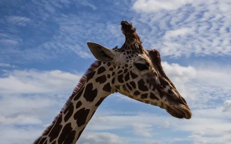 Chobe National Park Guided Game Drive and River Safari with Lunch and Transfers Image 10