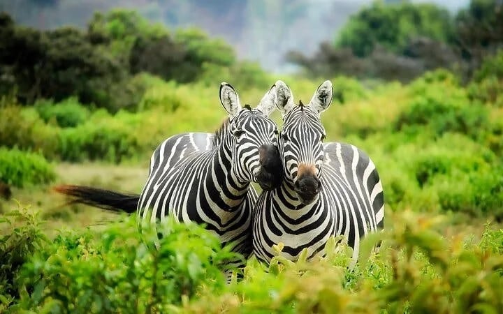 Chobe National Park Guided Safari with Game Drive, River Cruise, Transfers, and Lunch Image 1