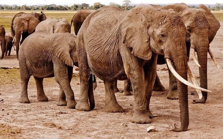 Chobe National Park Guided Safari with Game Drive, River Cruise, Transfers, and Lunch Image 2