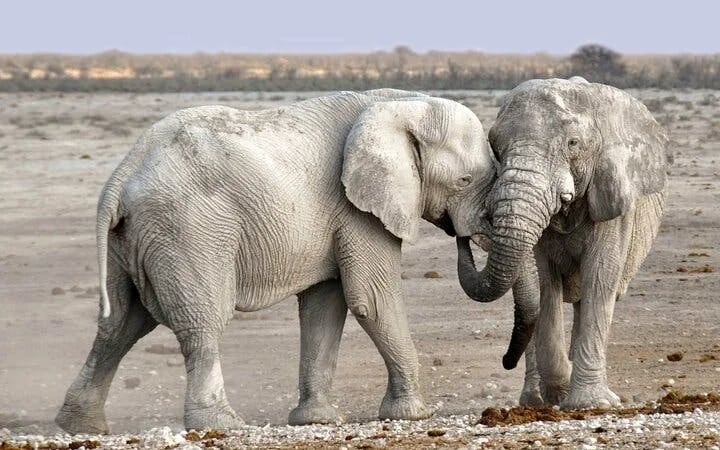 Chobe National Park Guided Safari with Game Drive, River Cruise, Transfers, and Lunch Image 3