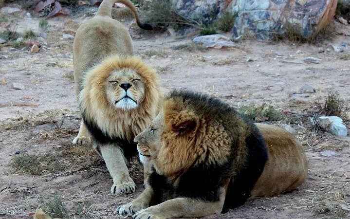 Chobe National Park Guided Safari with Game Drive, River Cruise, Transfers, and Lunch Image 4