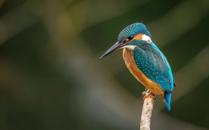 Chobe National Park Guided Safari with Game Drive, River Cruise, Transfers, and Lunch Image 7
