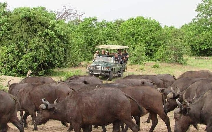Chobe National Park Guided Safari with Game Drive, River Cruise, Transfers, and Lunch Image 8
