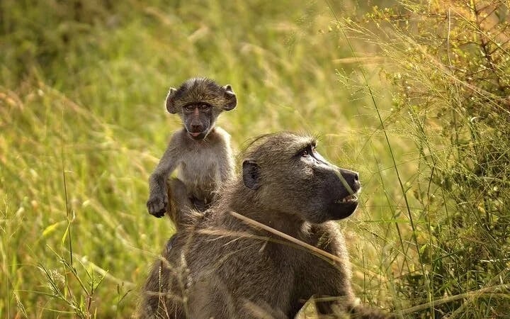 Chobe National Park Guided Safari with Game Drive, River Cruise, Transfers, and Lunch Image 10