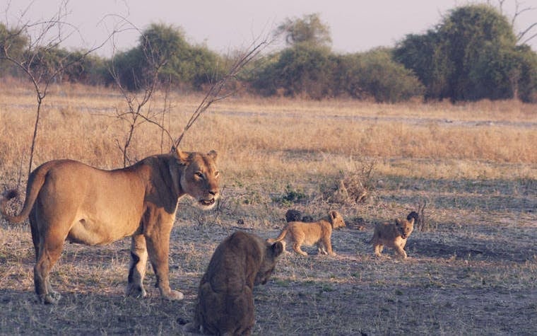 Chobe River Boat Safari with Wildlife Viewing, Lunch, and Transfers Image 2