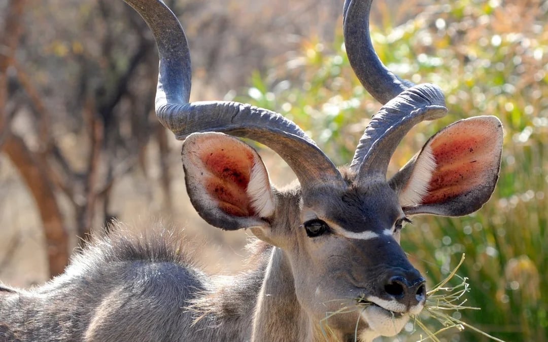 Chobe River Boat Safari with Wildlife Viewing, Lunch, and Transfers Image 6