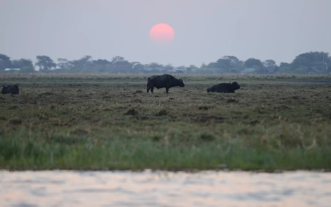 Chobe River Boat Safari with Wildlife Viewing, Lunch, and Transfers Image 7