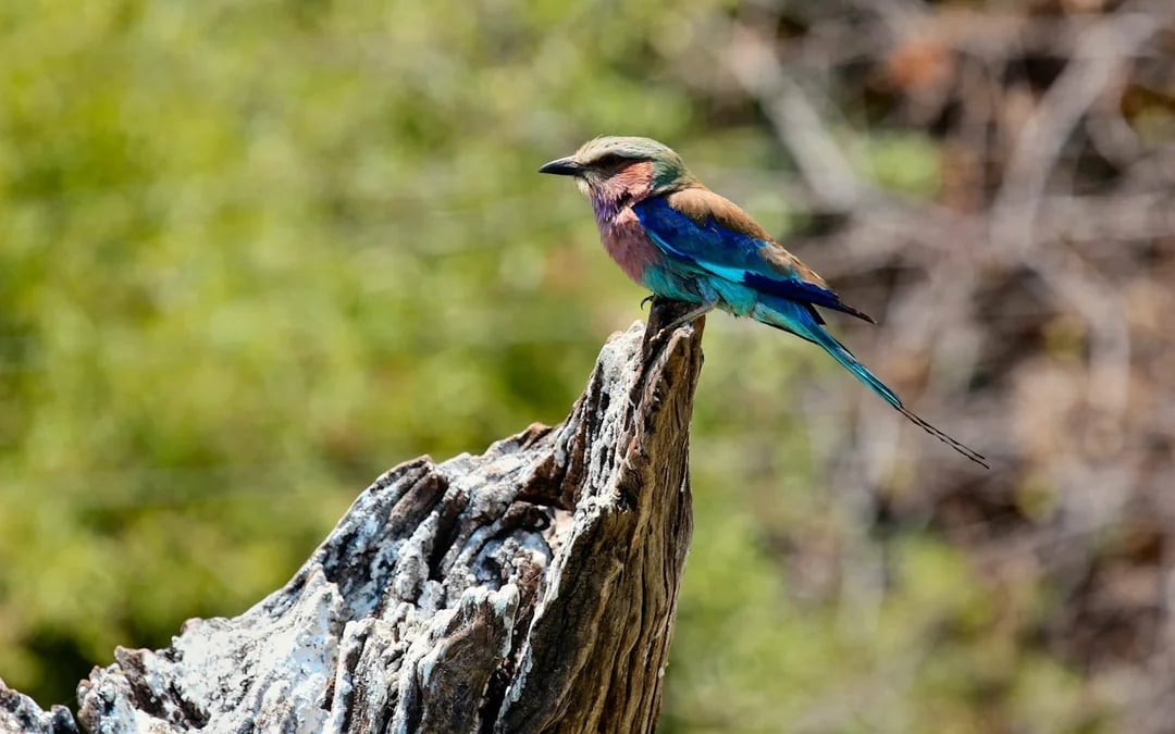 Chobe River Boat Safari with Wildlife Viewing, Lunch, and Transfers Image 8