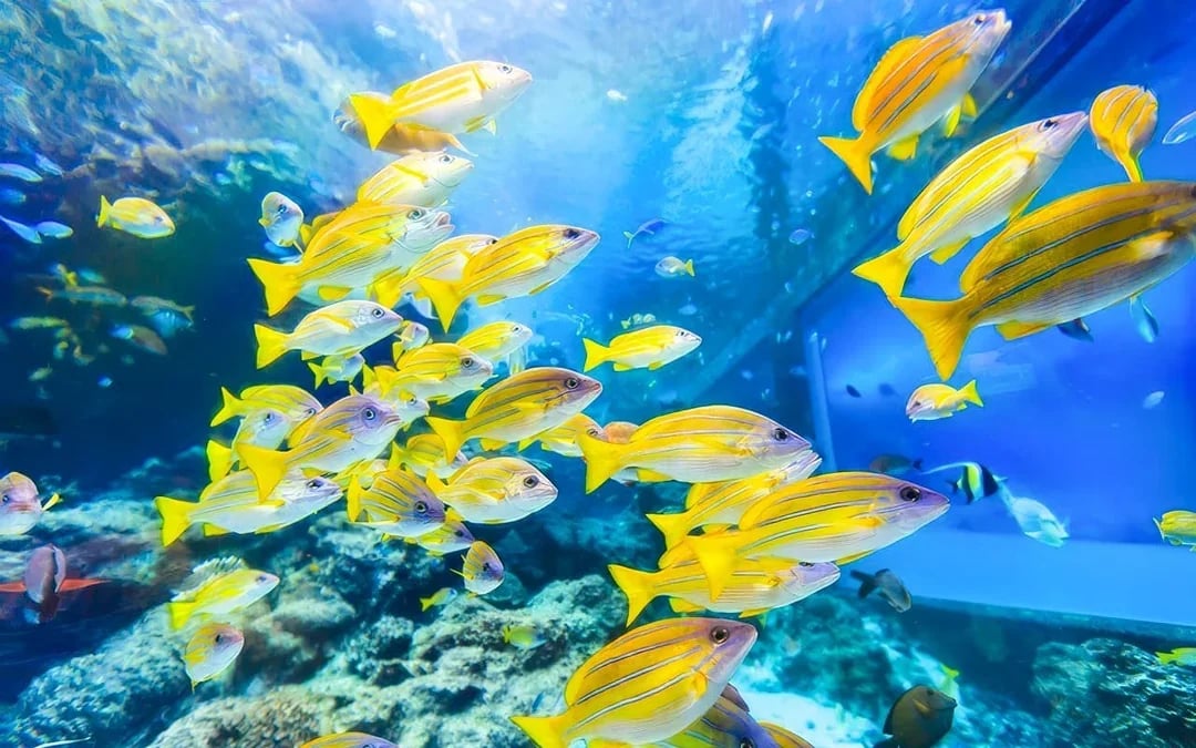 Churaumi Aquarium After 5 Entry Ticket Image 2