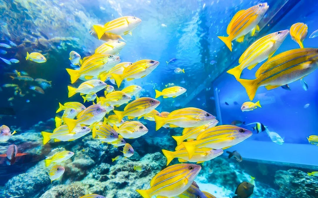 Churaumi Aquarium After 5 Entry Ticket Image 2