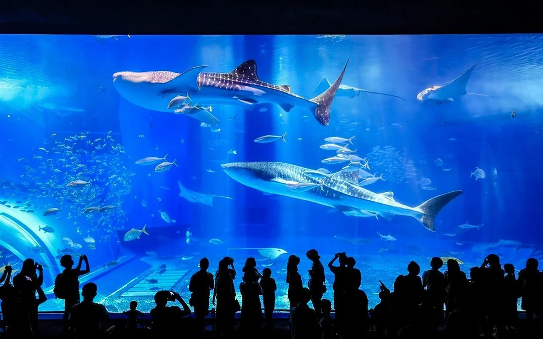 Churaumi Aquarium After 5 Entry Ticket Image 3