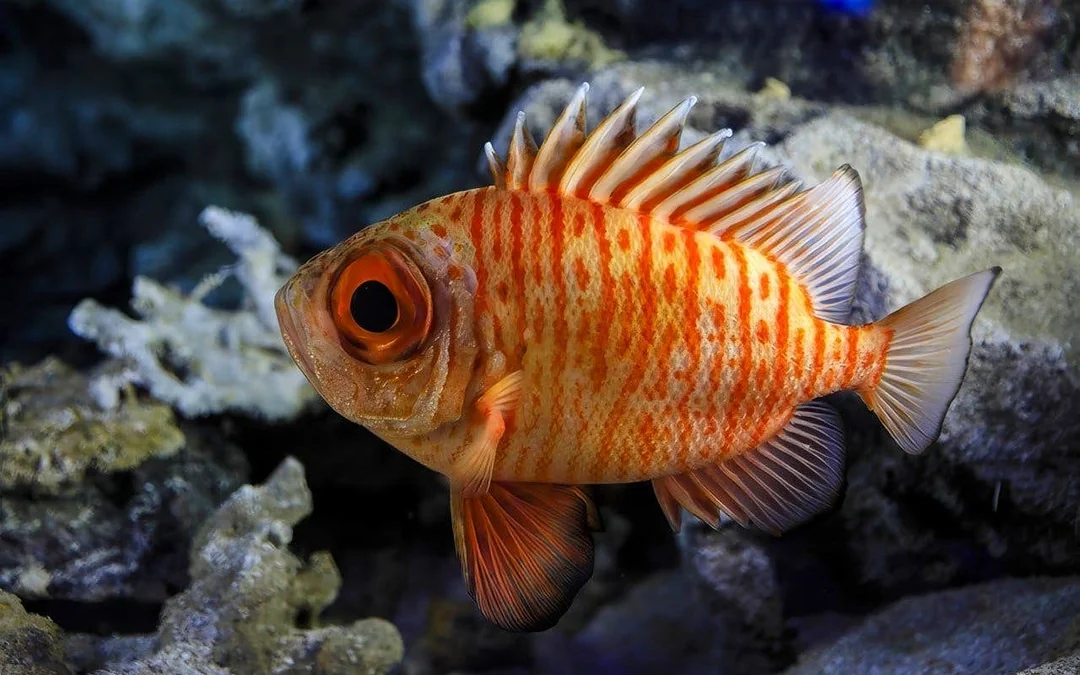Churaumi Aquarium After 5 Entry Ticket Image 4