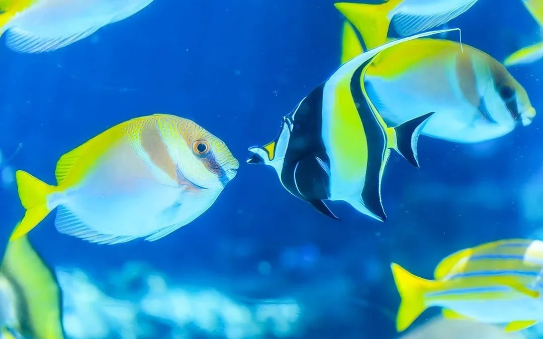 Churaumi Aquarium After 5 Entry Ticket Image 6