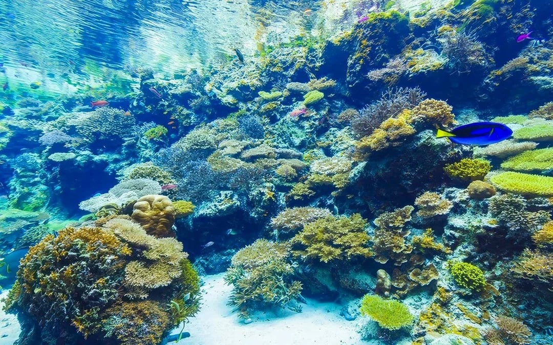 Churaumi Aquarium After 5 Entry Ticket Image 7