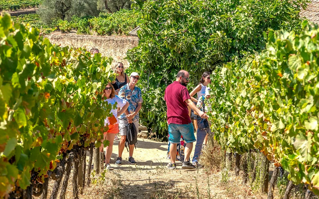 Classic Douro Valley Guided Tour with 1-Hour Pinhão Cruise, Traditional Lunch & Wine Tastings
 Image 5
