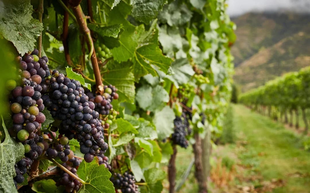 Classic Wine Tour from Queenstown Image 2