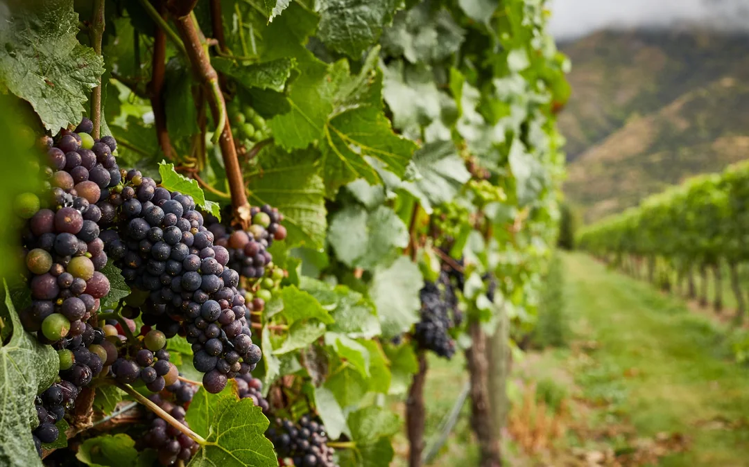 Classic Wine Tour from Queenstown Image 2
