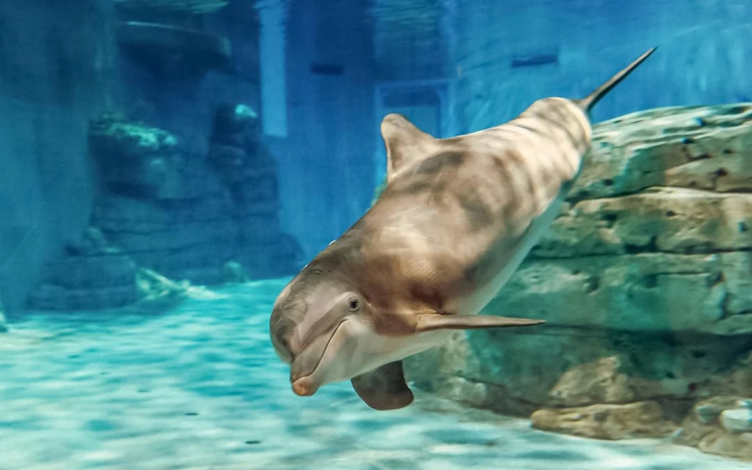 Clearwater Marine Aquarium Tickets Image 2