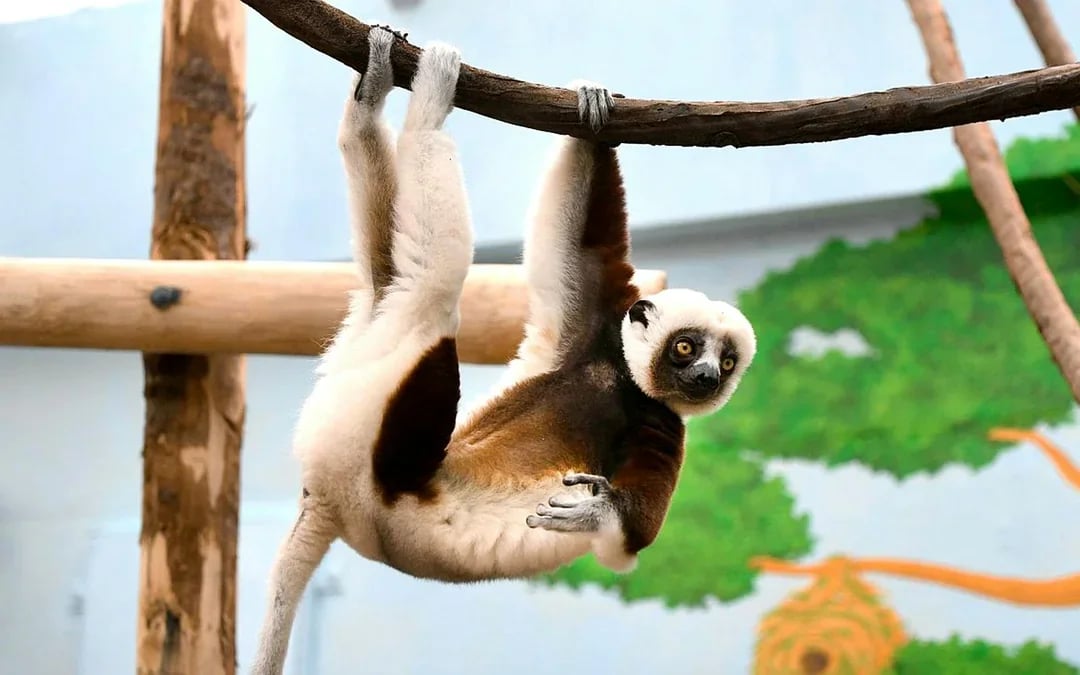 Cologne Zoo and Aquarium Entry Tickets Image 7