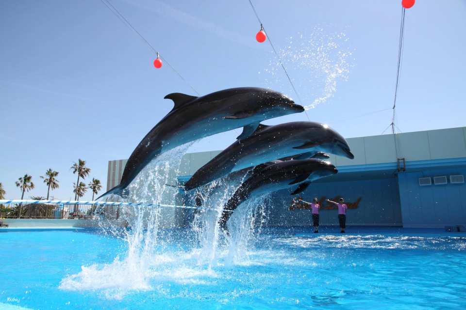 Combined admission ticket for Minachita Seaside Park & ​​Minachita Toy Kingdom in Aichi Prefecture, Japan