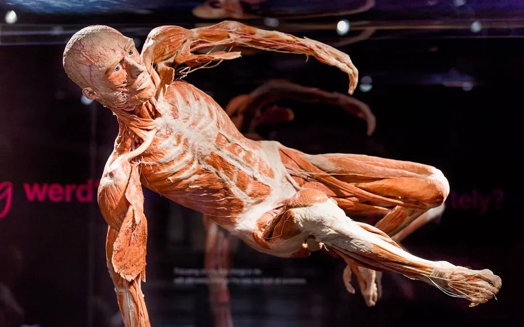 Combo: Body Worlds Amsterdam + Canal Cruise Tickets Image 3