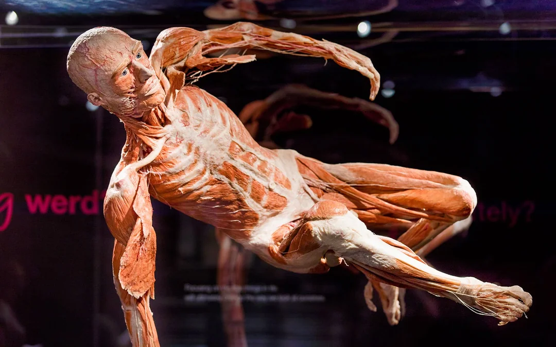 Combo: Body Worlds Amsterdam + Canal Cruise Tickets Image 3