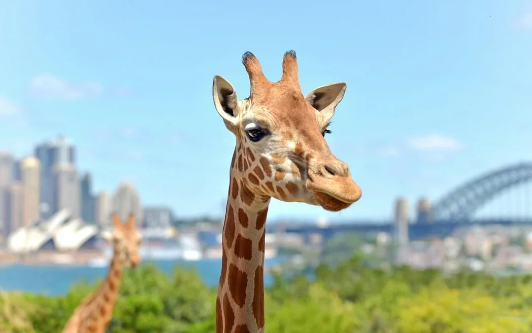 Combo: Captain Cook Cruises 2-Day Hop-On-Hop-Off Cruise + Taronga Zoo Tickets Image 4