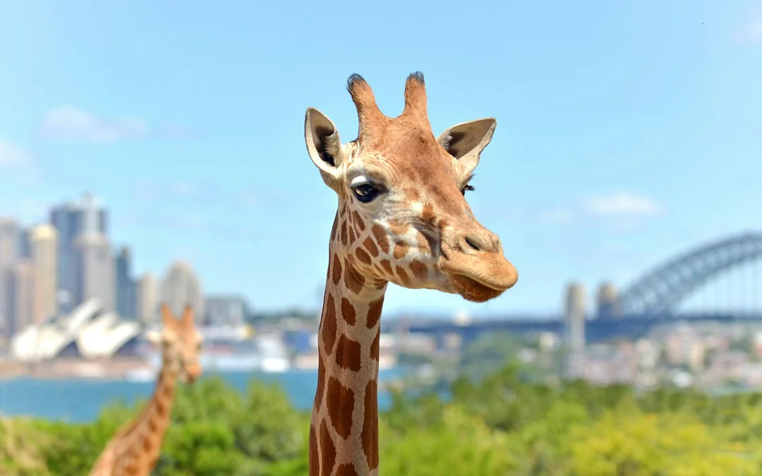 Combo: Captain Cook Cruises 2-Day Hop-On-Hop-Off Cruise + Taronga Zoo Tickets Image 4