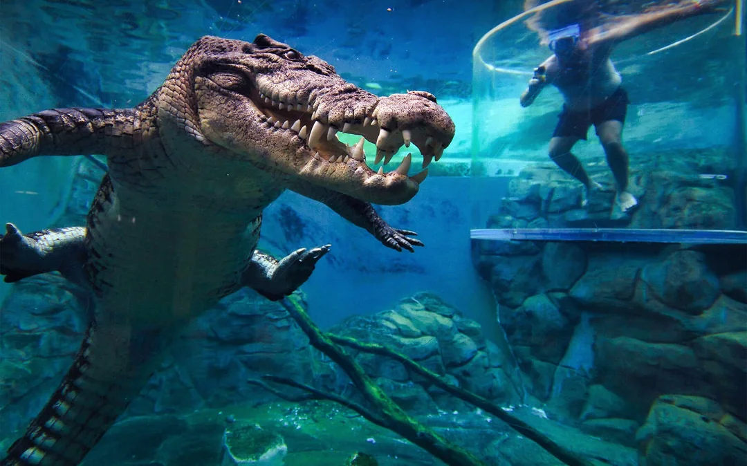 Combo: Darwin Hop-On Hop-Off Bus Tour + Royal Flying Doctor Service + Crocosaurus Cove Tickets Image 7
