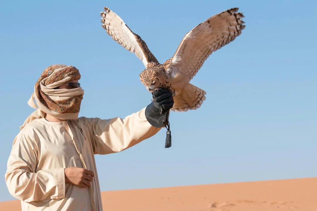 Combo: Dubai Hop-on Hop-off Bus Tour + Desert Safari & Dune Bashing Image 5