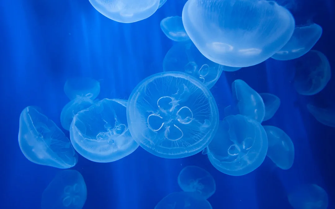 Combo: Genoa Aquarium + FantaCinema Museum Tickets Image 4