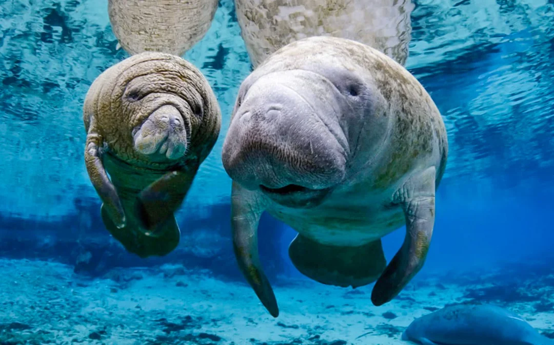 Combo: Genoa Aquarium + Lighthouse of Genoa Tickets Image 3