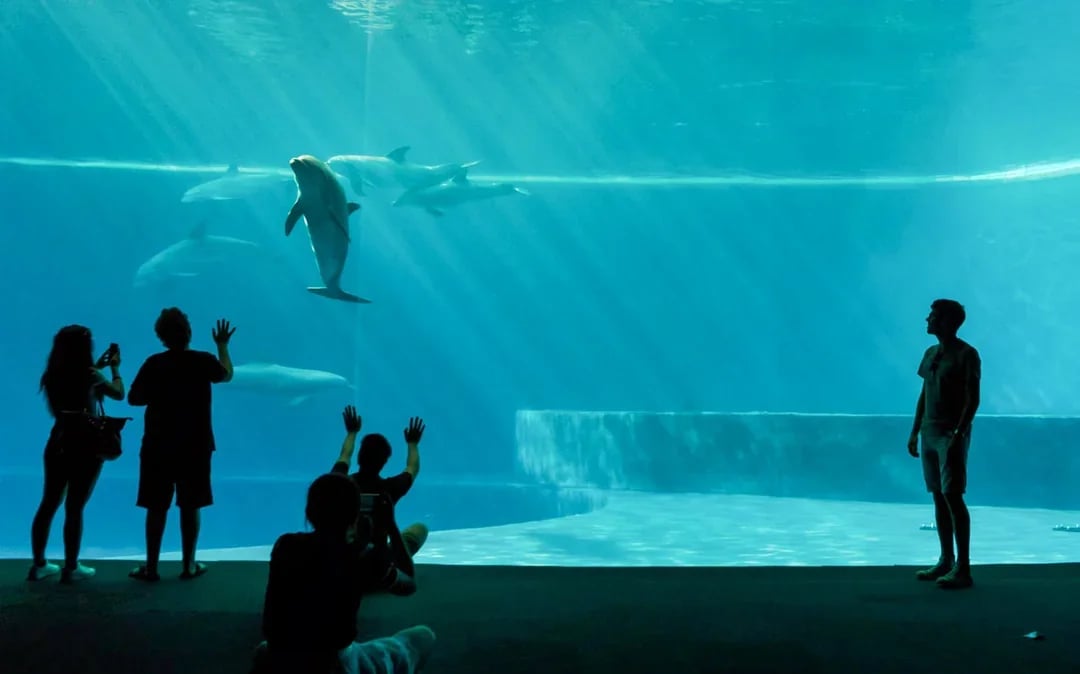 Combo: Genoa Aquarium + Lighthouse of Genoa Tickets Image 4