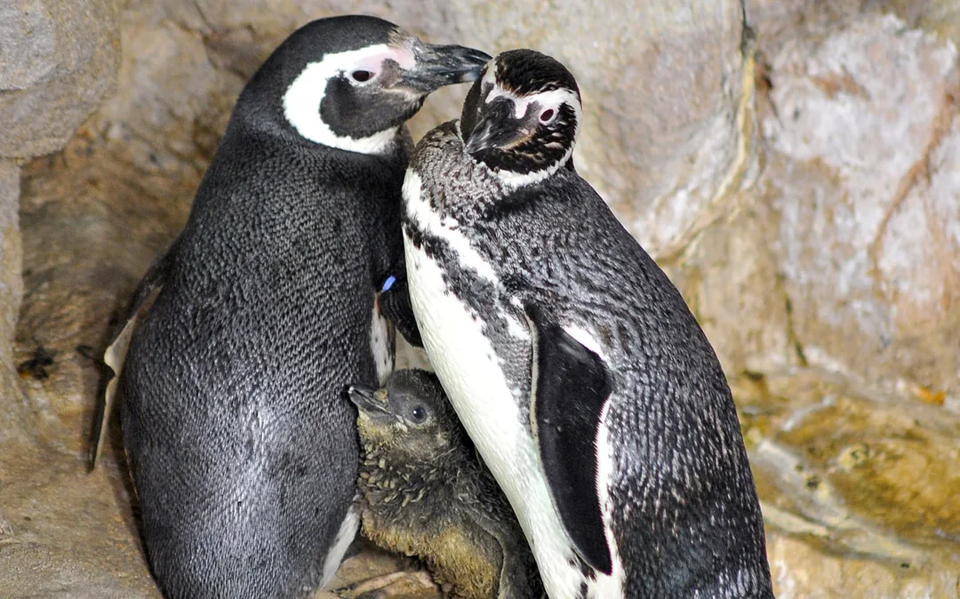 Combo: Genoa Aquarium + Lighthouse of Genoa Tickets Image 5