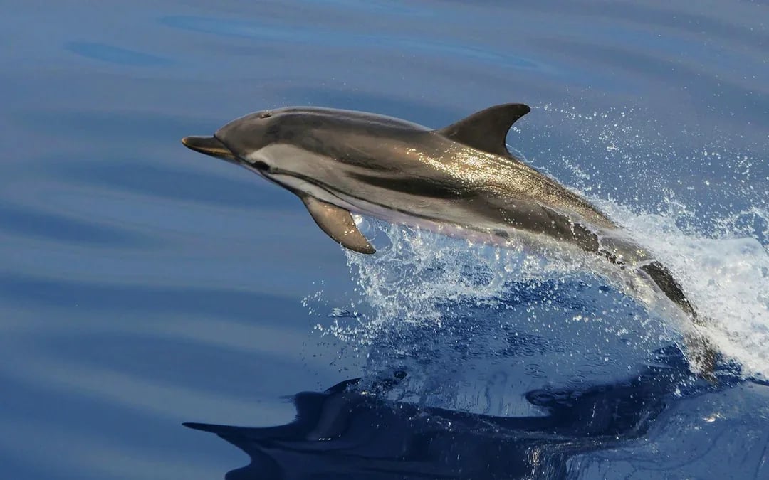 Combo: Genoa Aquarium Tickets + Pelagos Sanctuary Whale Watching Cruise Image 11