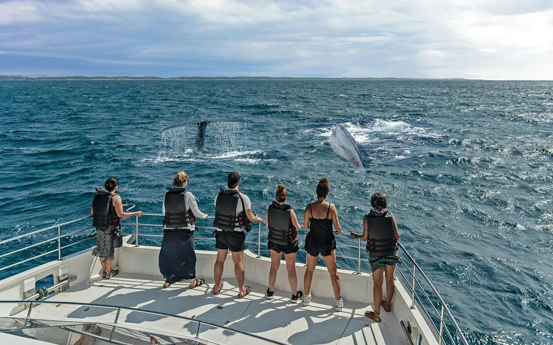 Combo: Genoa Aquarium Tickets + Pelagos Sanctuary Whale Watching Cruise Image 4