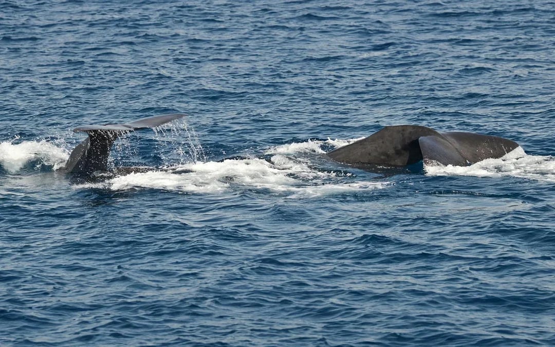 Combo: Genoa Aquarium Tickets + Pelagos Sanctuary Whale Watching Cruise Image 5
