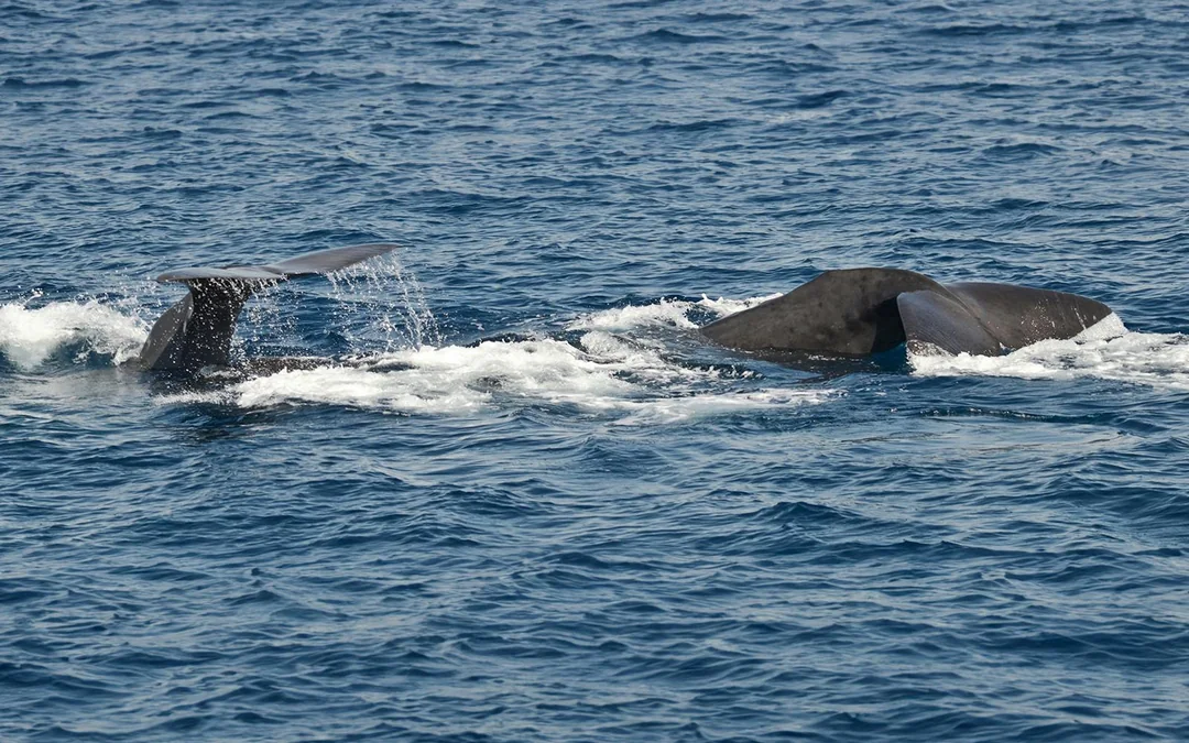 Combo: Genoa Aquarium Tickets + Pelagos Sanctuary Whale Watching Cruise Image 5