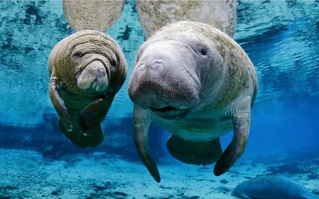 Combo: Genoa Aquarium Tickets + Pelagos Sanctuary Whale Watching Cruise Image 7
