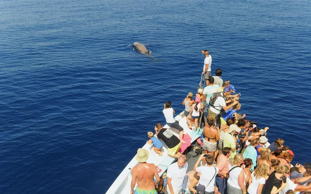 Combo: Genoa Aquarium Tickets + Pelagos Sanctuary Whale Watching Cruise Image 10
