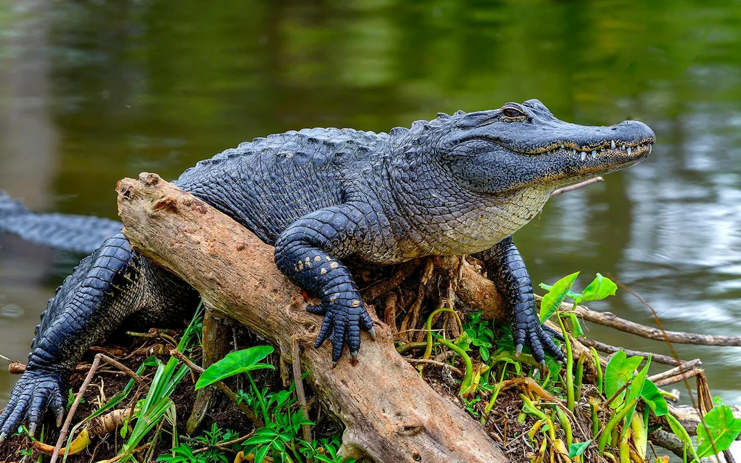 Combo: Kennedy Space Center + Airboat Safari + Round-Trip Transportation Image 5