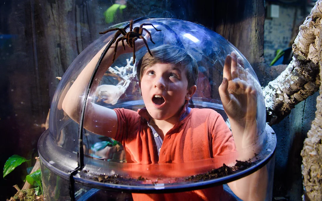 Combo: London Eye + Madame Tussauds + SEA LIFE London Aquarium Tickets Image 12